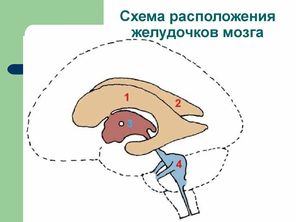 Желудочки среднего мозга. Желудочковая система головного мозга схема. Схема строения желудочков мозга. 1 И 2 желудочки головного мозга расположены. Схема расположения желудочков головного мозга.