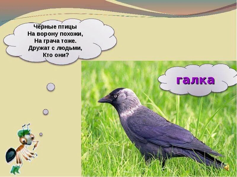Загадка с вороной. Загадка про галку. галка птица. птица похожая на ворону. загадка про галку для детей.