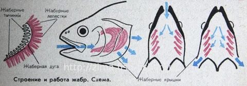 Жабры какая система