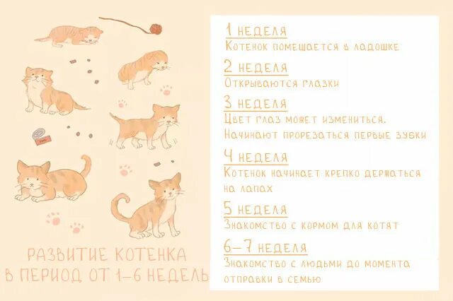 Котята по возрасту. Этапы развития кошки от рождения. Развитие котят по неделям. Стадии развития котенка. Этапы взросления котенка по дням.