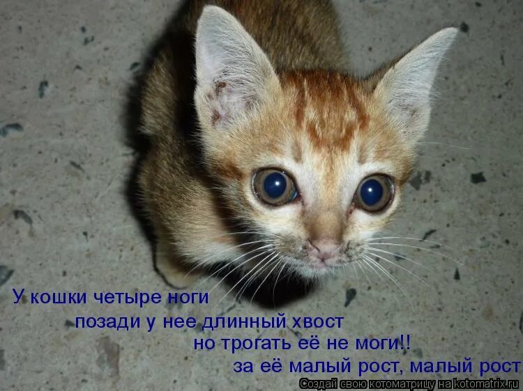 У кошки четыре