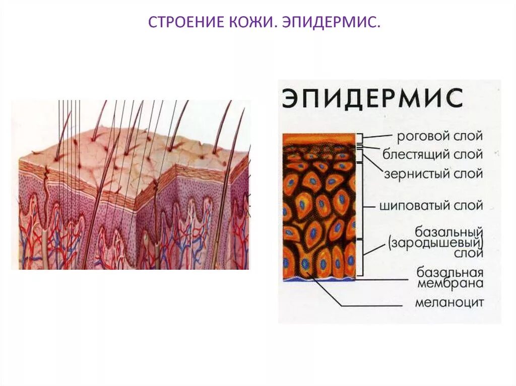 Кожные роговые образования это. Строение эпидермиса кожи человека схема. Строение клетки эпидермиса. Слои структуры строения кожи. Строение кожи человека слои эпидермиса.