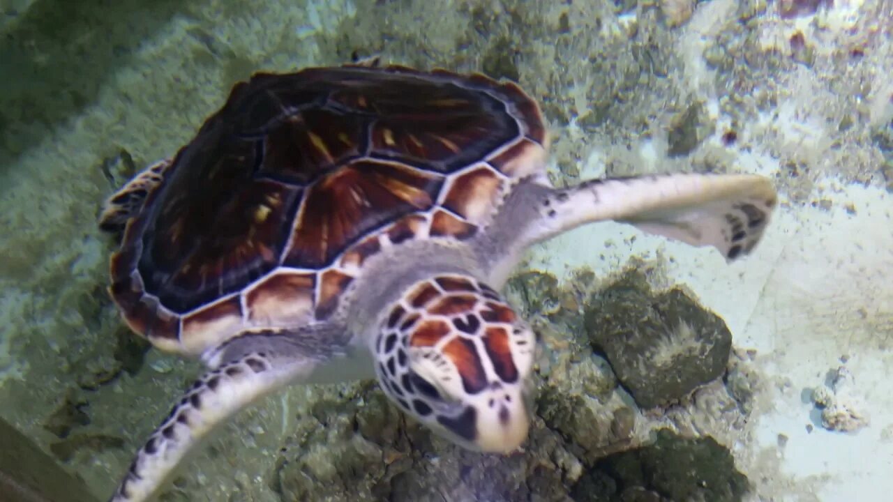 Ютуб черепахи. Москвариум морские черепахи. Черепахи в Москвариуме. Морская черепах Москвариум. Черепаха под водой.