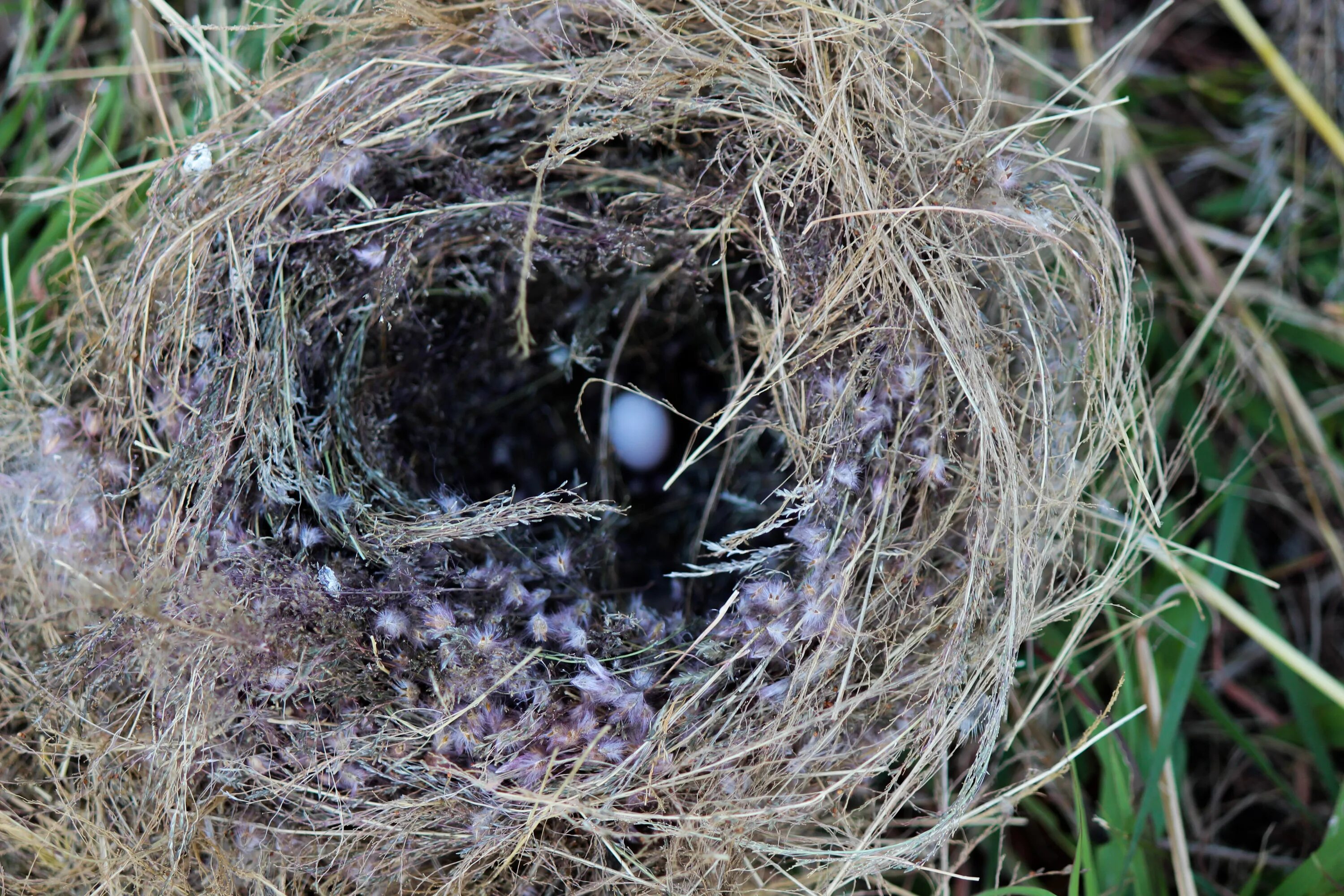 Гнездо гнездо зарянки. J230 гнездо. Гнездо для птиц.. Птичье гнездо. Гнезда разных птиц