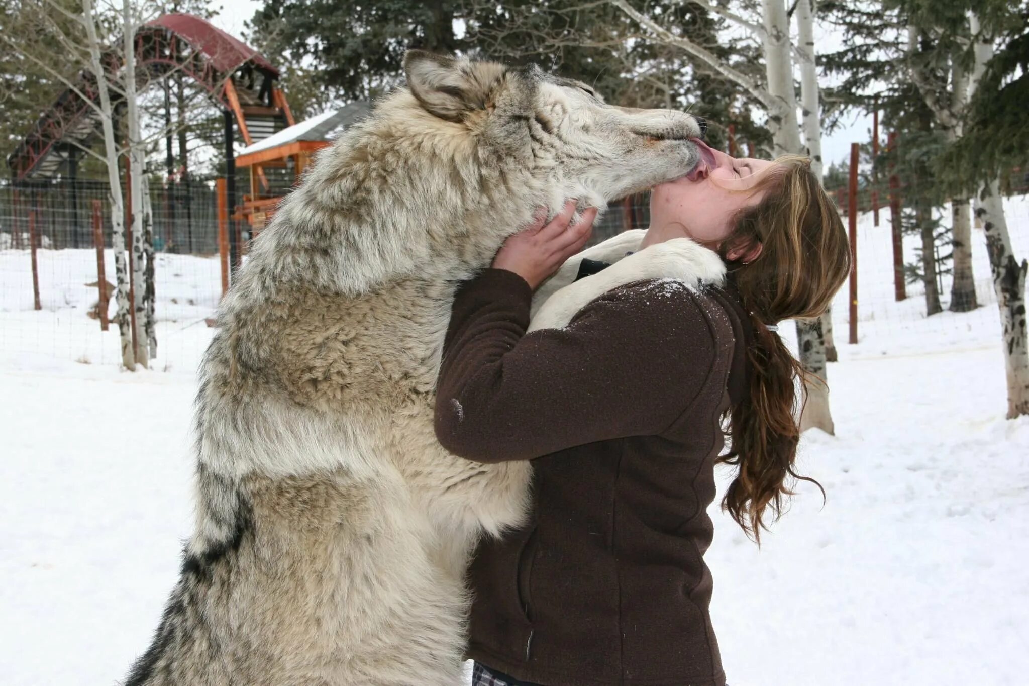 Самой большой волк в мире. Большие волки. Серый волк и человек. Девушка в обнимку с волком.