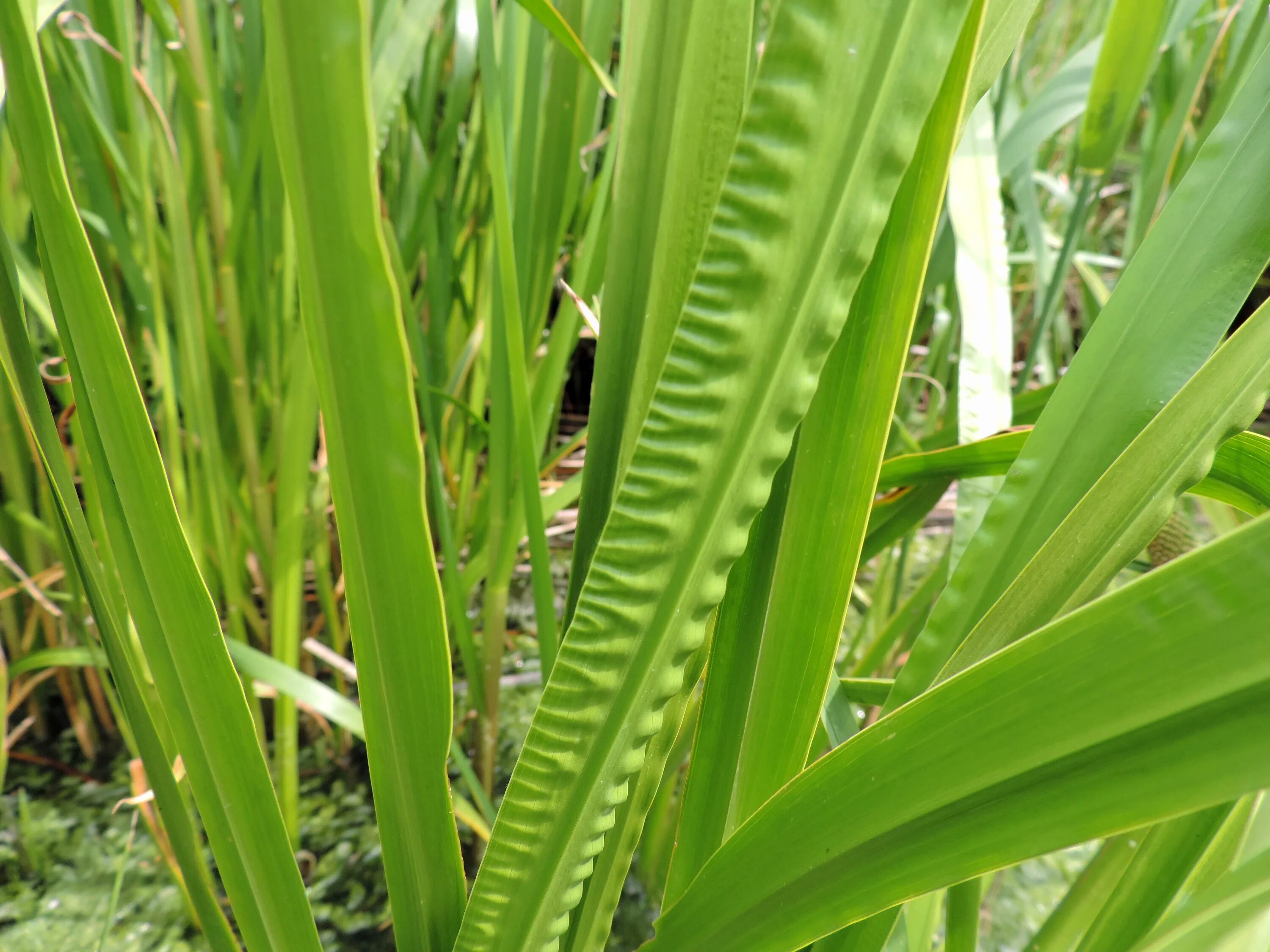Setaria italica, acorus calamus. Аир болотный — acorus calamus l. Аир болотный вариегата. Ирный корень 3 буквы. Acorus calamus.