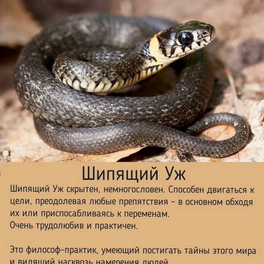 Мельница невеста полоза легенда. Славянский гороскоп шипящий уж. Змея древний символ. Шипящий уж славянский. Изображение змеи.