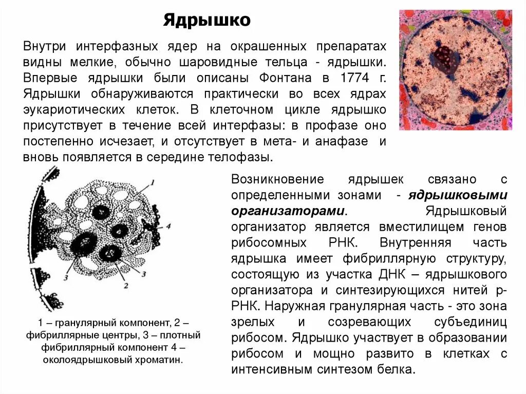 Клетка как биологическая система. Механизмы устойчивости клетки как биосистемы. Клетка как биологическая система, организм как биологическая система.