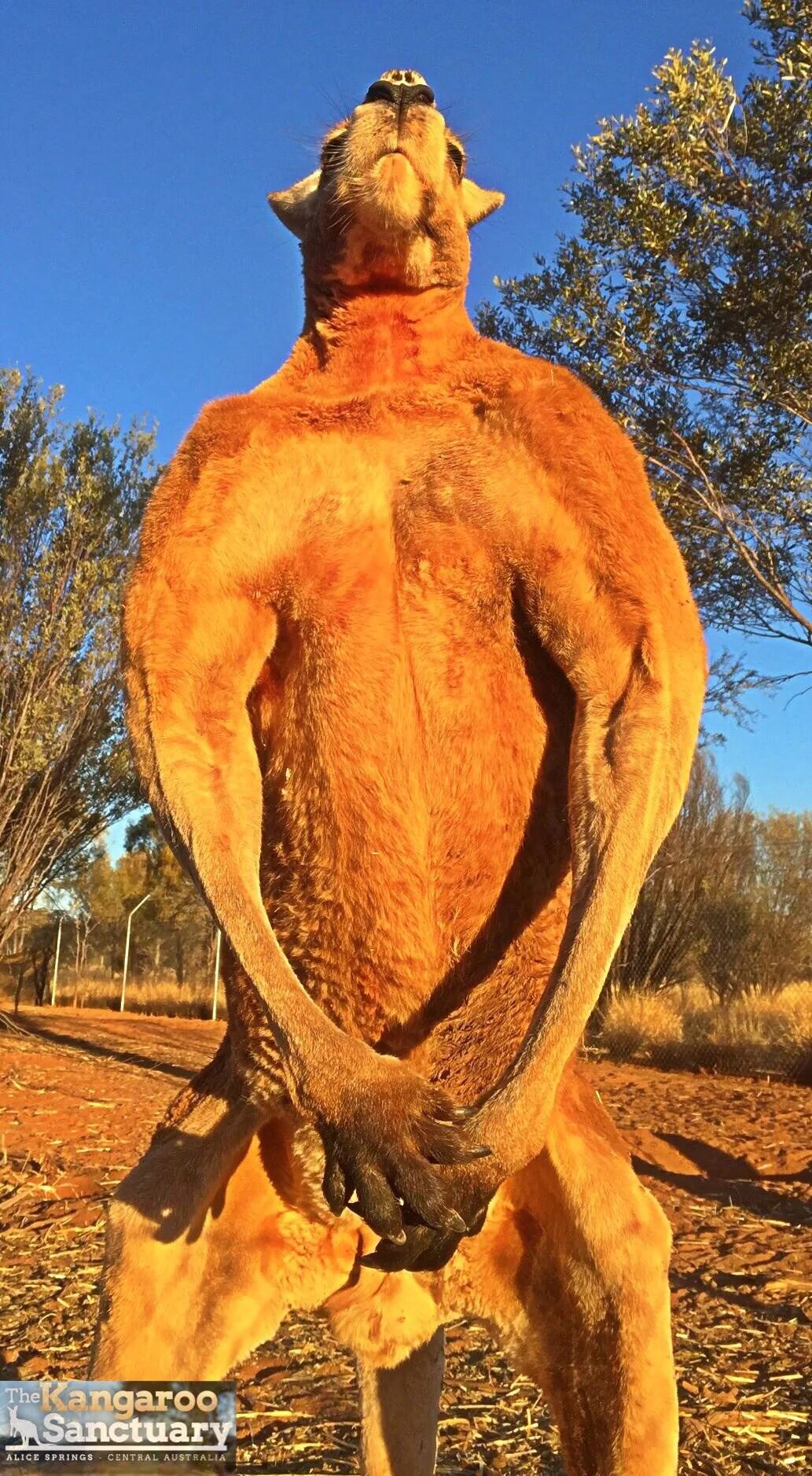 самый накаченный кенгуру в мире роджер. Roger (kangaroo). вес кенгуру. сила удара кенгуру. кенгуру мышцы.