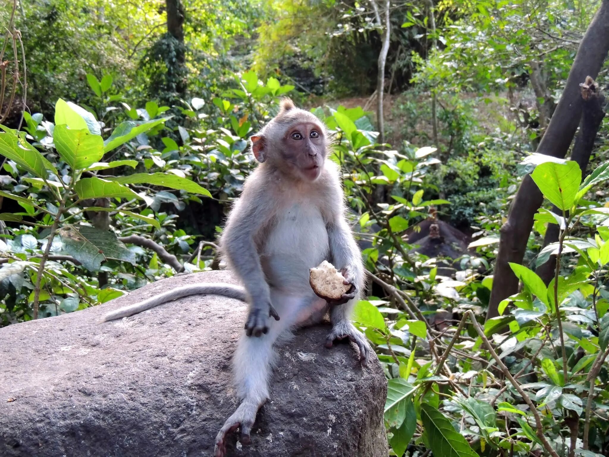 Обитание обезьян. Убуд Бали лес обезьян. Макак яванский тропики. Обезьянка в джунглях. Обезьяны в природе.