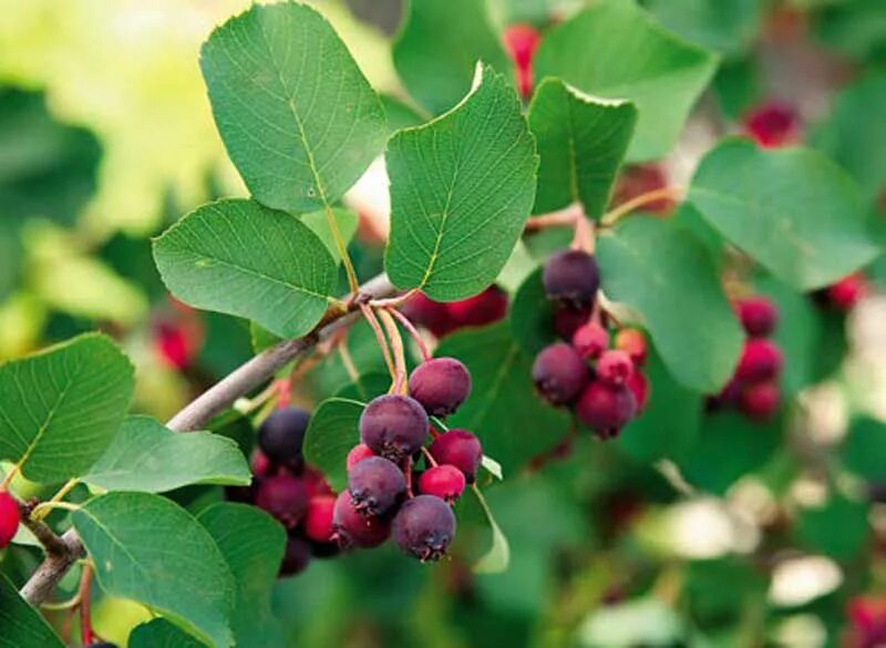 Жимолость синяя lonicera caerulea. Плодовый кустарник 9. Голубика блюкроп. Жимолость гжелка. Голубика высокорослая нортланд.