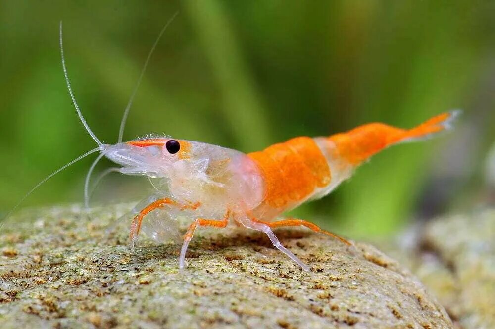 Как выглядит креветка живая. Креветка рили оранжевая. Оранжевая рили неокаридина. Креветки аквариумные неокардины оранж. Креветка рили аквариумная.