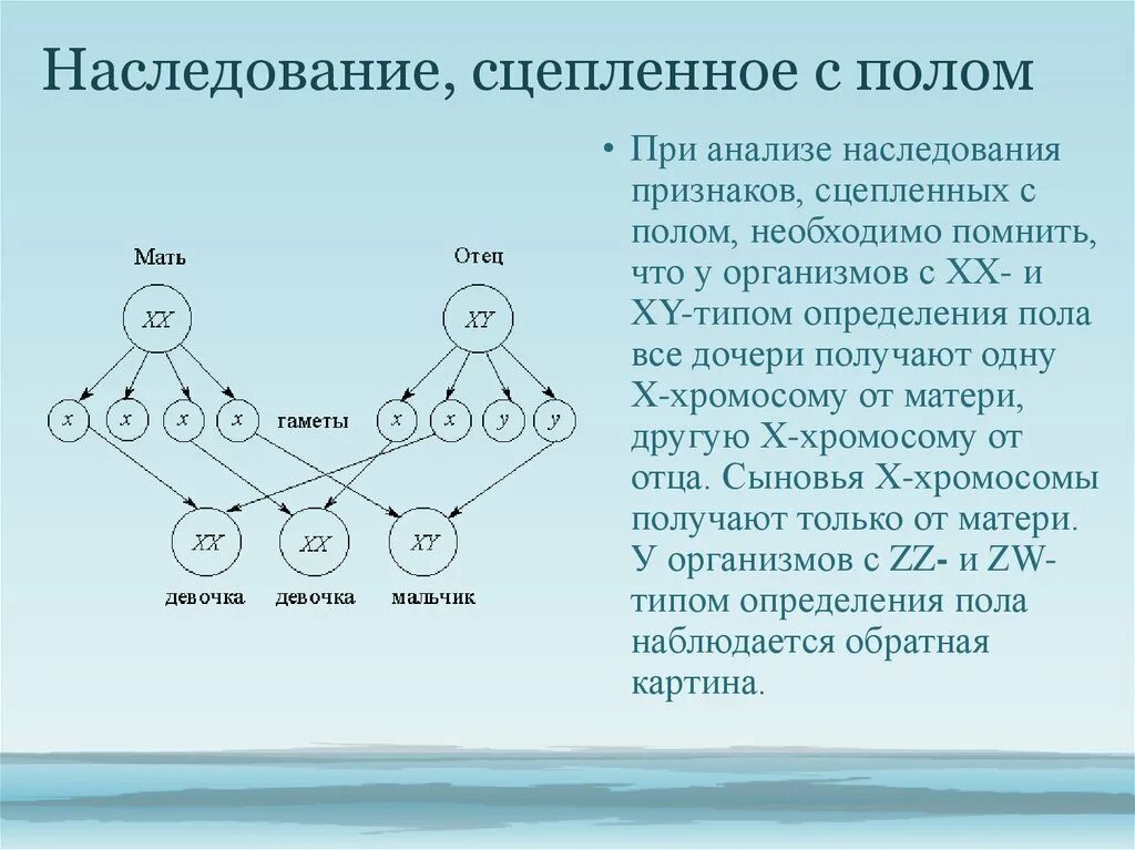 Ген генотип наследственность. Наследование признаков сцепленных с полом . Генетика. Схема генетика пола. Наследование признаков. Наследование признаков сцепленных с полом схема. Клеточные основы сцепленного с полом наследования.