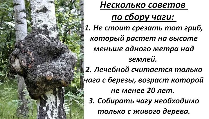 Как правильно заваривать чагу березовую и пить. Гриб чага Гринвей. Св-ва берёзового гриба чага. Чем полезен гриб чага. Чага Берёзовая полезна чем полезна.