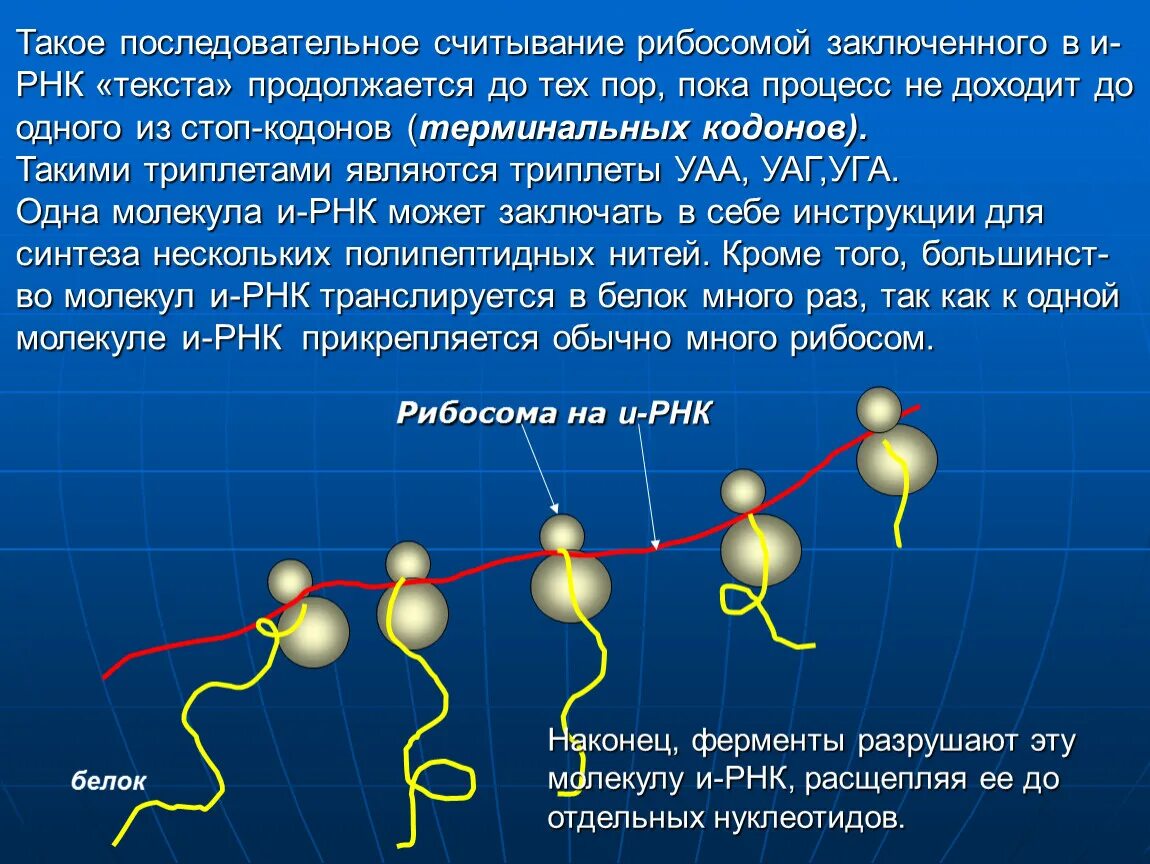 Рибосома процесс. ИРНК. Процесс формирования рибосом.