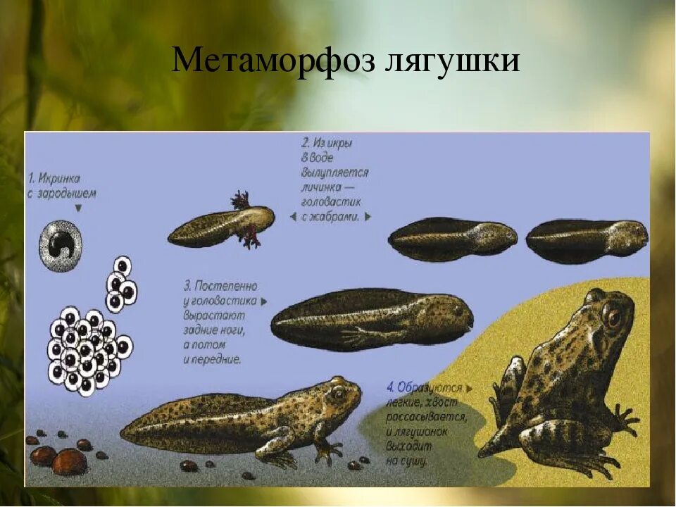 Метаморфоз у позвоночных животных. Метаморфоз лягушки схема. развитие с метаморфозом у лягушки. метаморфоз головастика в лягушку. метаморфоз амфибий.