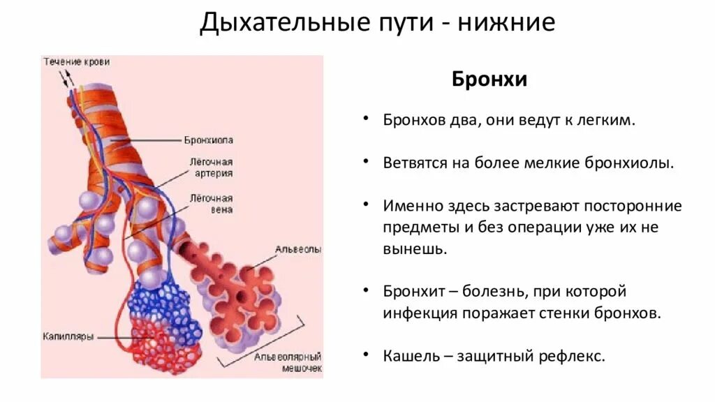 Функции бронхов и легких. Анатомия нижних дыхательных путей. функции нижних дыхательных путей. нижние дыхательные пути и лёгкие. строение нижних дыхательных путей и легких.