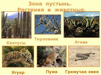 Растения и животные северной америки