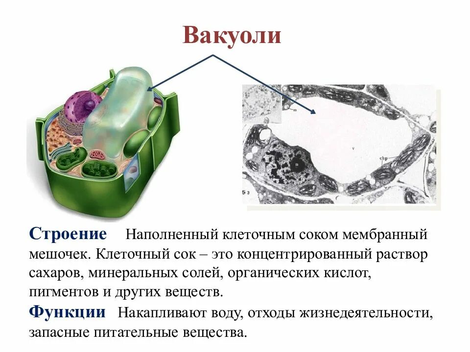 Строение вакуолей у эукариотической клетки. Вакуоли строение и функции. Вакуоль растительной клетки строение и функции. Функции вакуоли в растительной клетке.