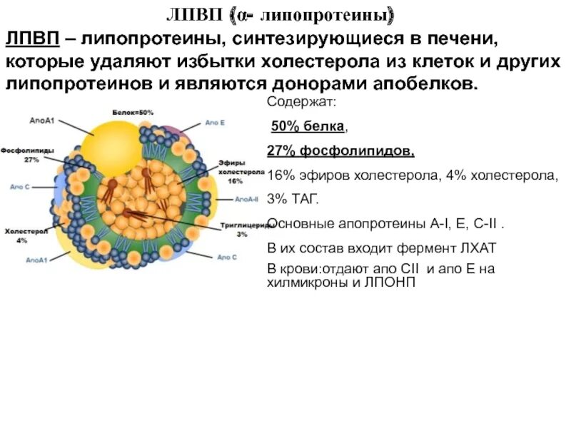 Липопротеиды высокой плотности лпвп. Липопротеины высокой плотности лпвп строение. липопротеиды состав строение. строение липопротеинов формула. лпнп структура.