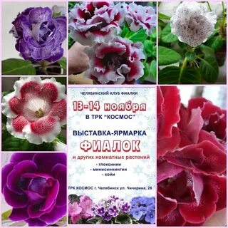 Выставки фиалок в спб в 2024 году