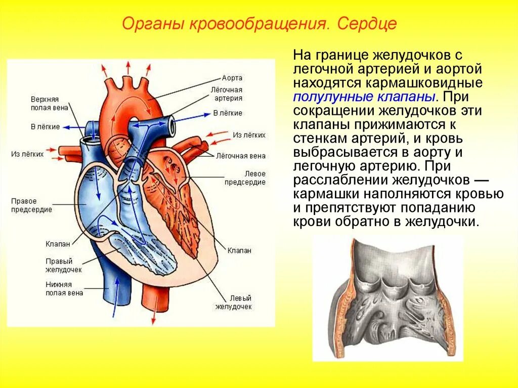 Между правыми предсердием и желудочком находится клапан. Полулунный клапан легочной артерии. Между артерийн и желудочком клапан. Полулунный клапан аорты сердца. Строение клапана легочной артерии.