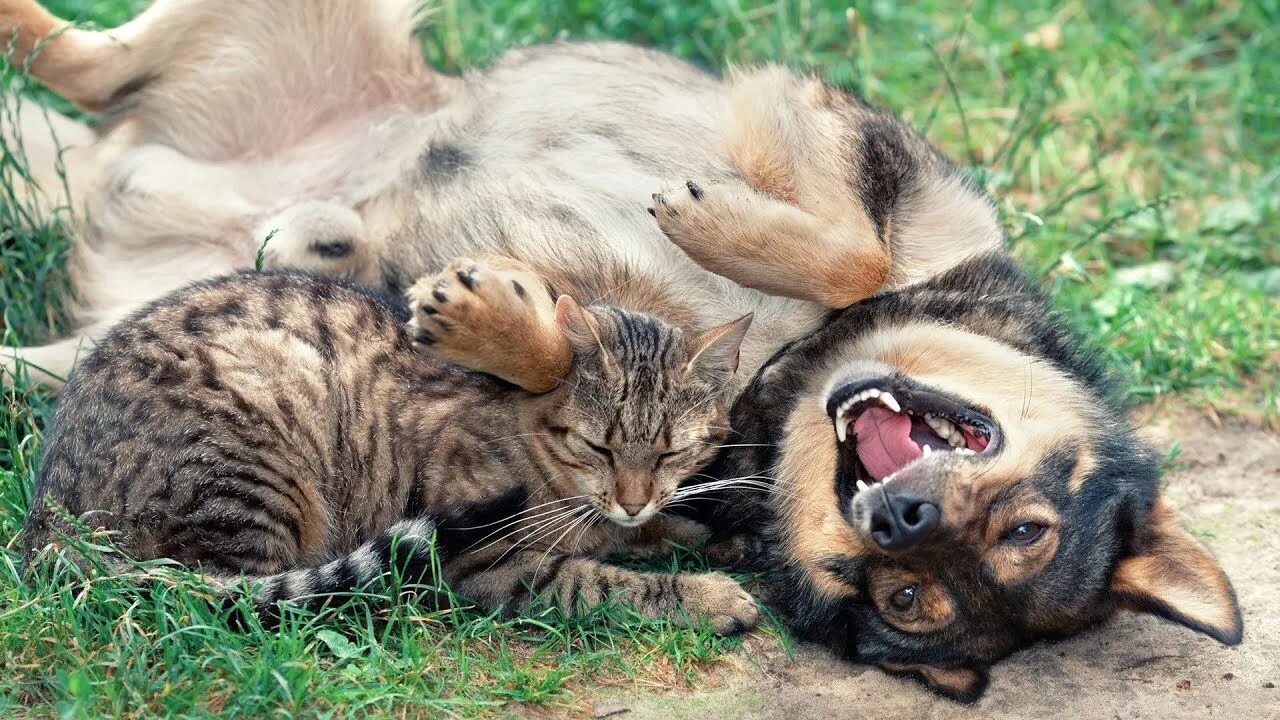 Dog and cat playing. Фото кошки и собаки вместе. Кошка защищается от двух собак. Кошка играется с собакой картинки. Кошка и собака на траве.