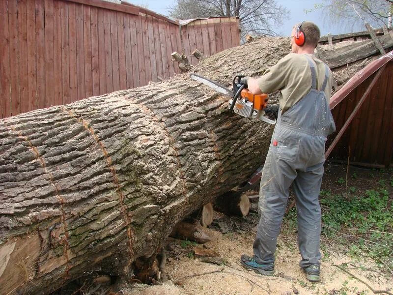 распили дерево и увидели там. спил распил деревьев. спиленное дерево. распили дерево и увидели там. распиливание дерева.