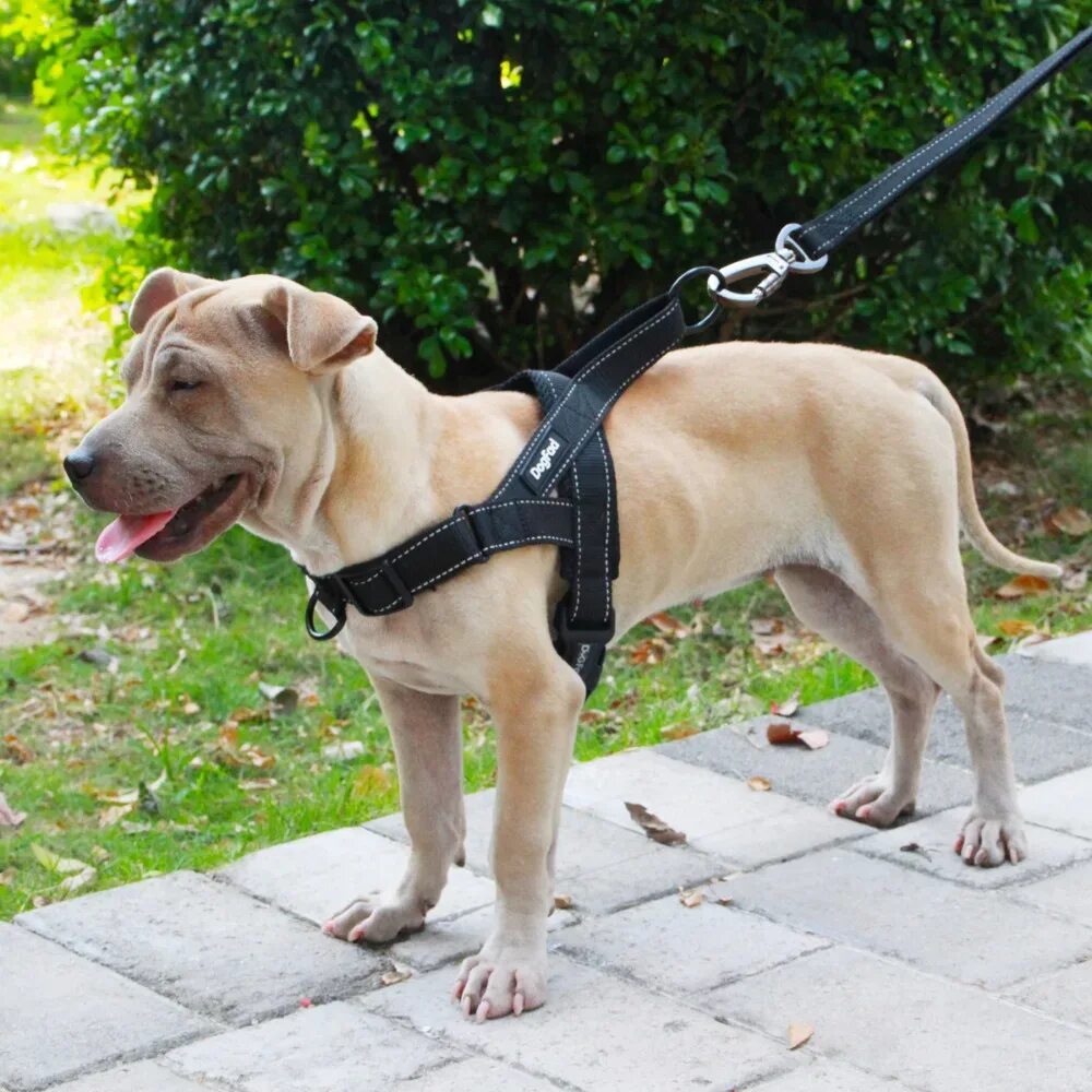 Пул дог. Шлейка изи дог. шлейка service dog. шлея для собак. шлейка для больших собак.