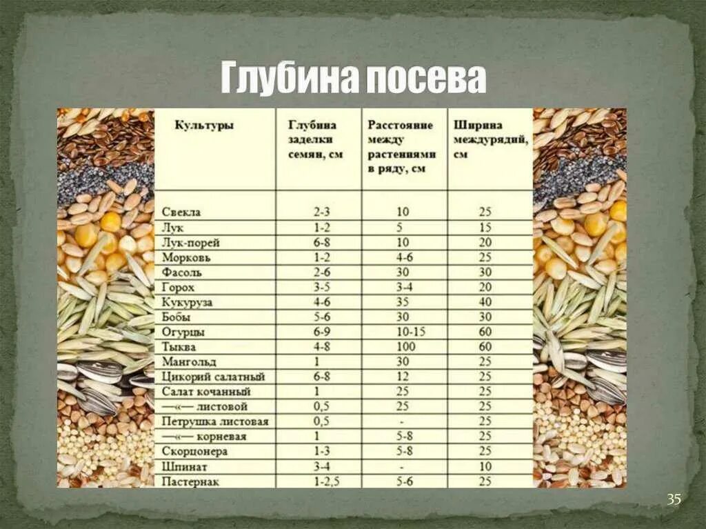 Глубина заделки семян томатов. Глубина посадки семян таблица. Глубина посева семян кукурузы. Таблица глубины посева семян овощей. Таблица по биологии глубина заделки семян.