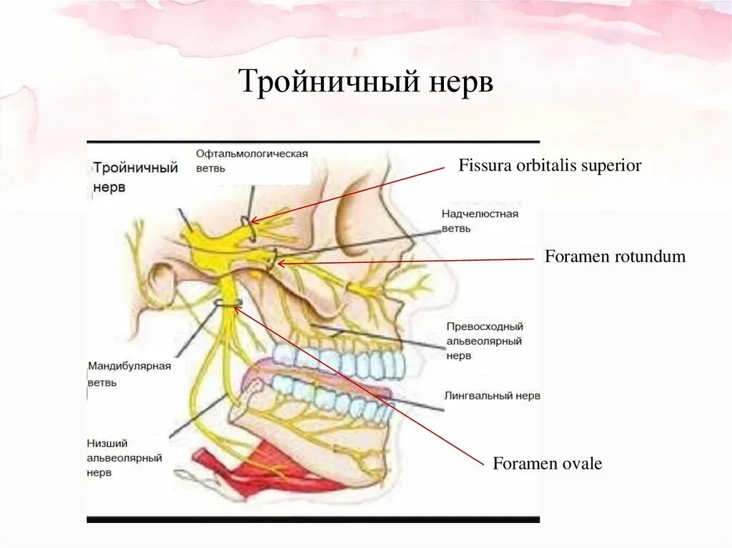 Нижнечелюстной тройничный нерв. Тройничный нерв препарат анатомия. Глазной нерв 1 ветвь тройничного нерва. Корешок тройничного нерва анатомия.