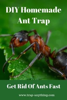 Ant m