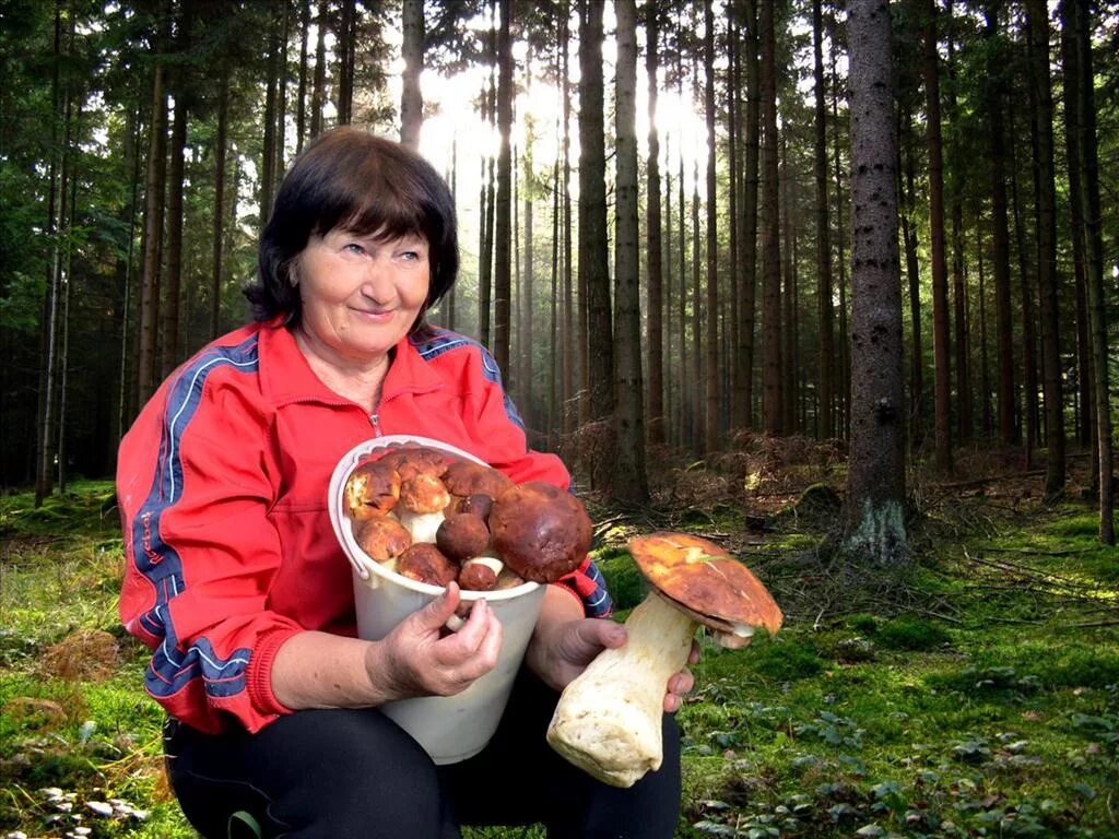 женщина с корзиной грибы в лесу. женщина грибник. девочка корзинка лес. грибники женщины. люди собирают грибы.