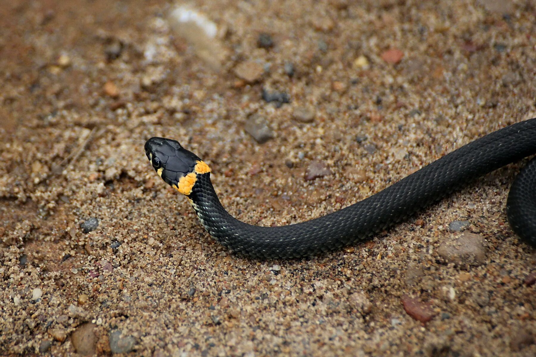 Черная змея на голове пятна. Змея ужик обыкновенный. Гадюка черная с желтыми пятнами. Змея гадюка маленькая. Змея гадюка маленькая черная.