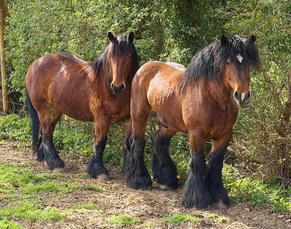 Heavy horses