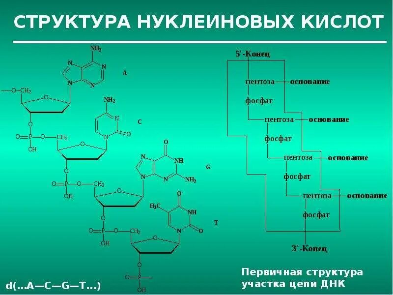 Нуклеиновая кислота вода