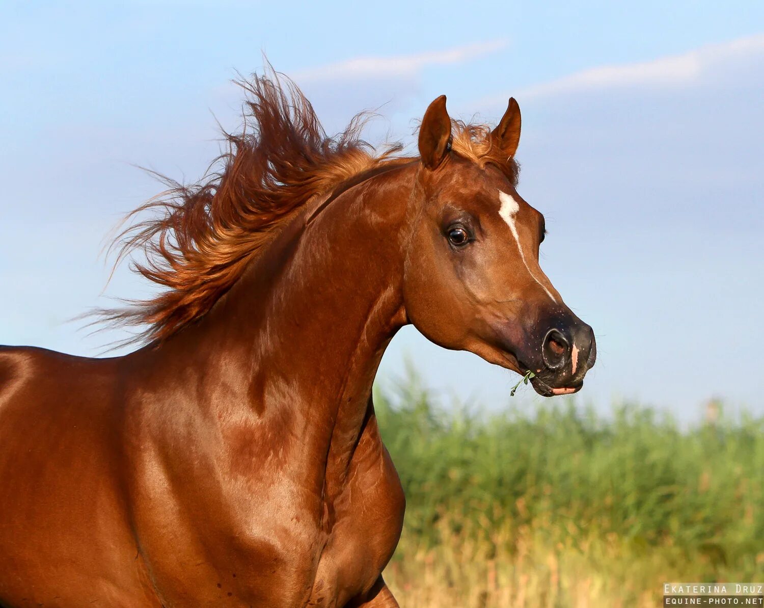 Арабский скакун рыжей масти. Будённовская лошадь. Масти арабских скакунов. Рыжая Буденновская лошадь. Рыже черная лошадь