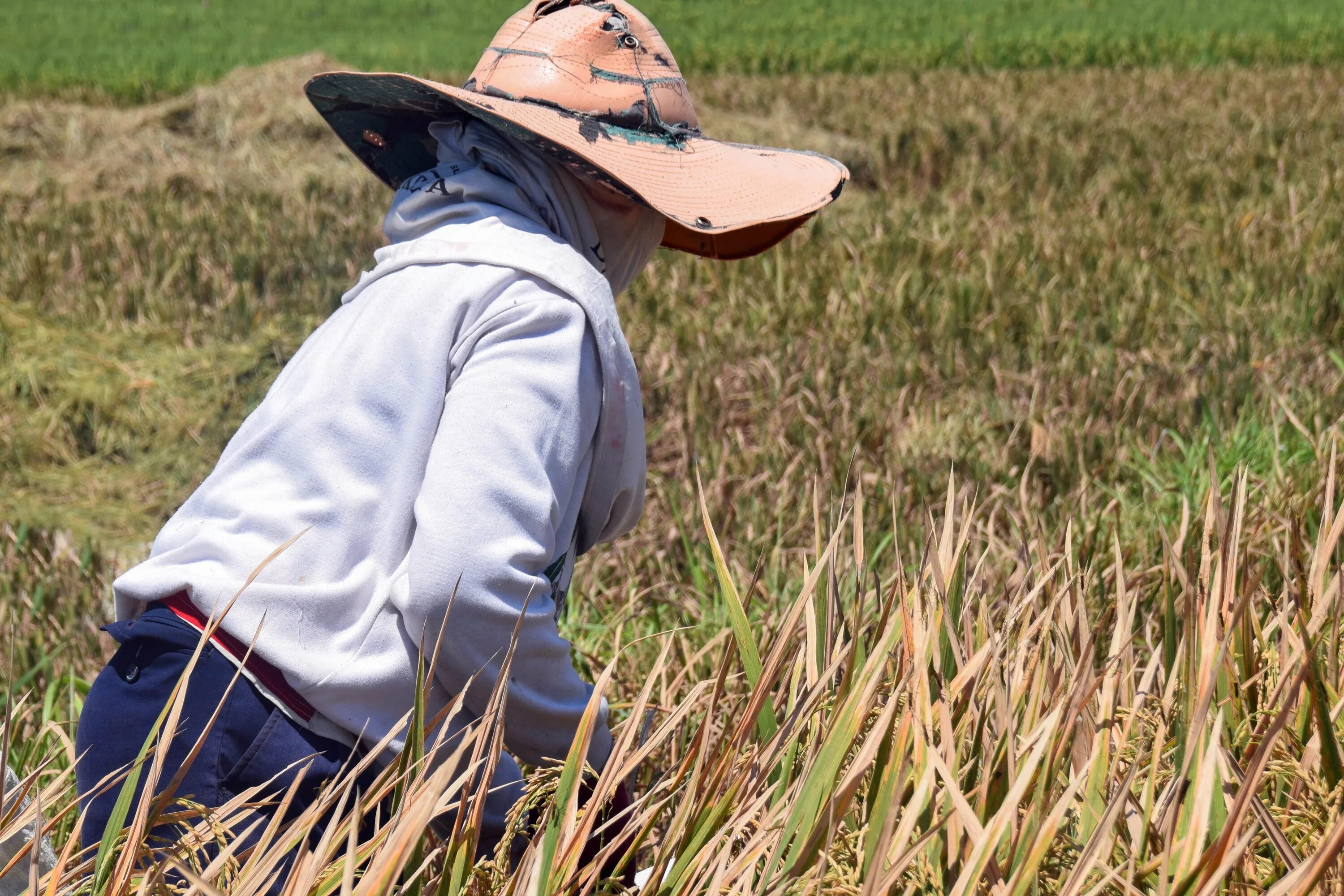 They rice in the fields