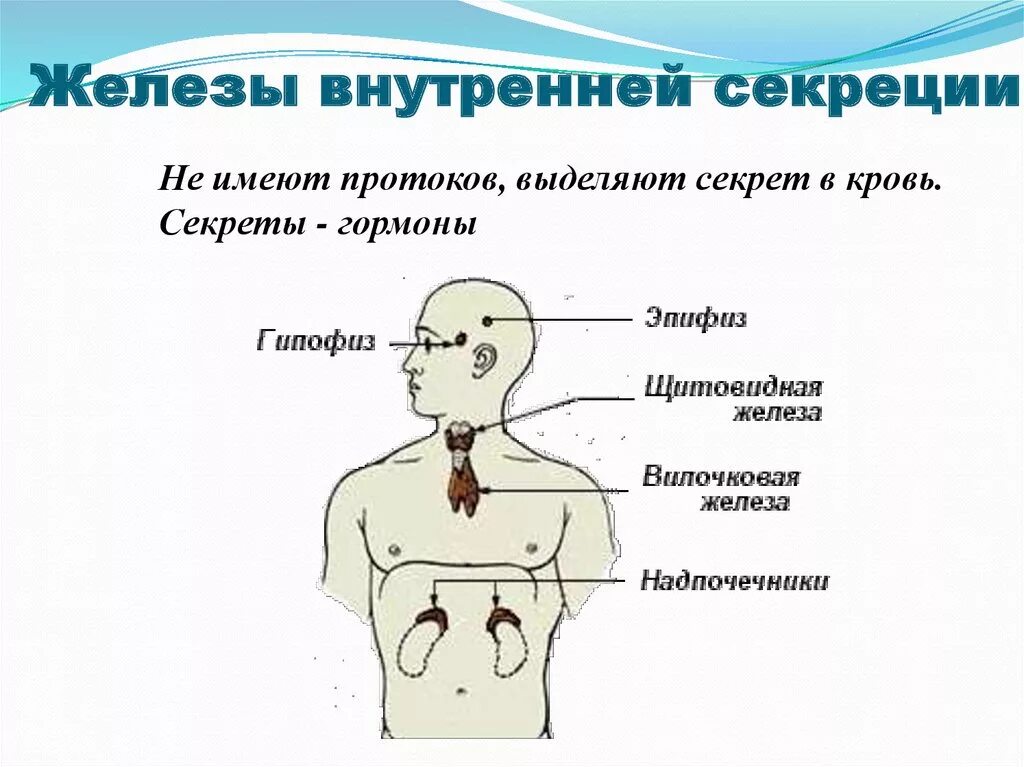 Органы внешней секреции человека. Эндокринная система внешней секреции. Расположение желёз внутренней и смешанной секреции. Железы внутренней секреции железы внешней секреции. Железы внутренней секреции и внешней секреции и смешанной секреции.