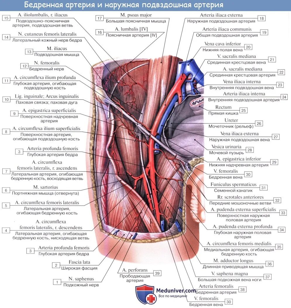 Бедренная артерия анатомия. Нижняя надчревная Вена анатомия. Лобковая ветвь нижней надчревной артерии. Нижняя надчревная артерия.