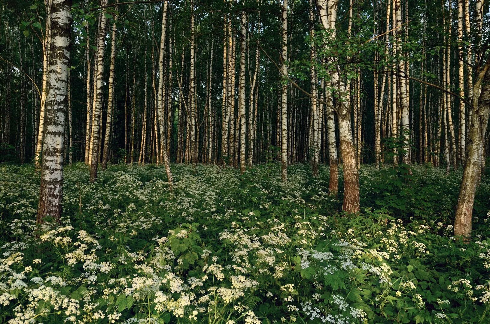 Цветы хвойных лесов. Хвойно-мелколиственные леса. Мелколиственные леса России. Хвойно широколиственные леса Мордовии.