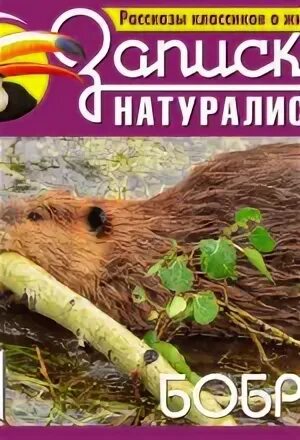 Водная бобра. Книги о бобрах для детей. Крысы и бобры книга. Охота на бобра книга красного цвета. Бобёр детская книга.