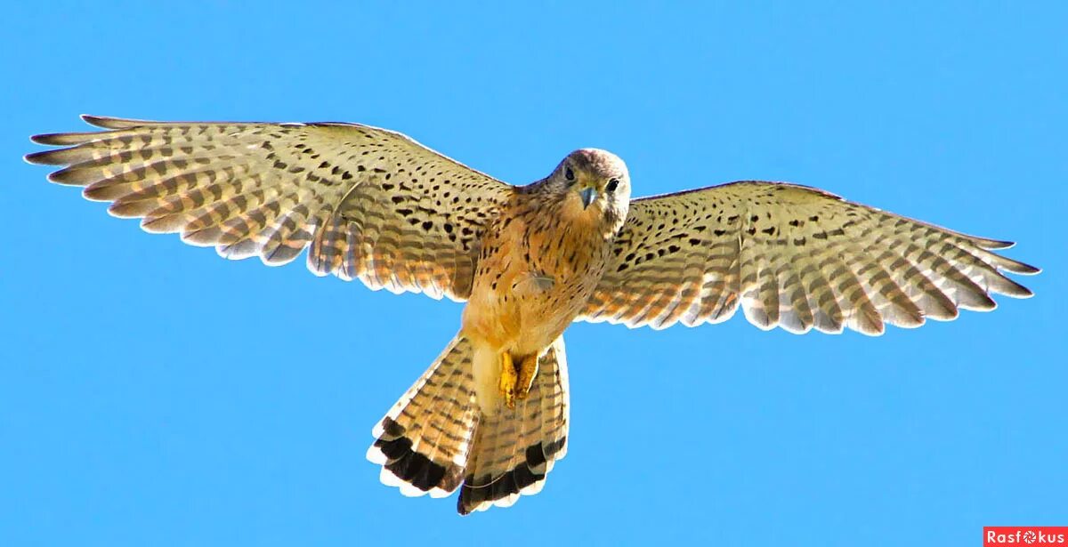 хищная птица семейства ястребиных. дербник пустельга. даурский сокол балобан. степная пустельга. хищная птица отряда соколиных.