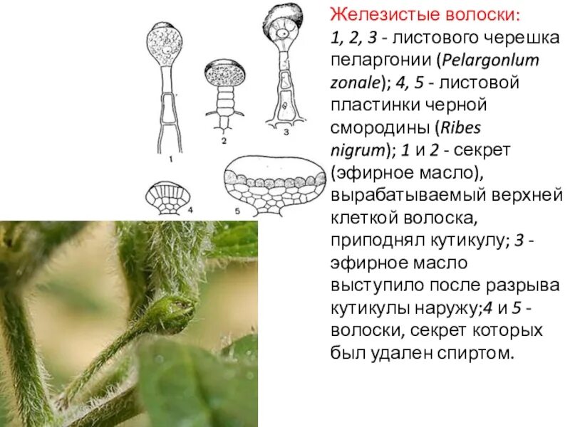 Железистые волоски крапивы. Трихомы герани. Трихомы эпидермы. Железистые трихомы функции. Трихомы на листьях функция.