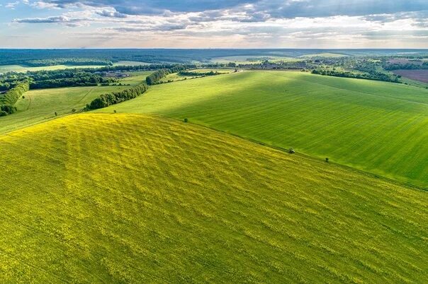 Rape field, Tula region 2023 Русская пустота VK