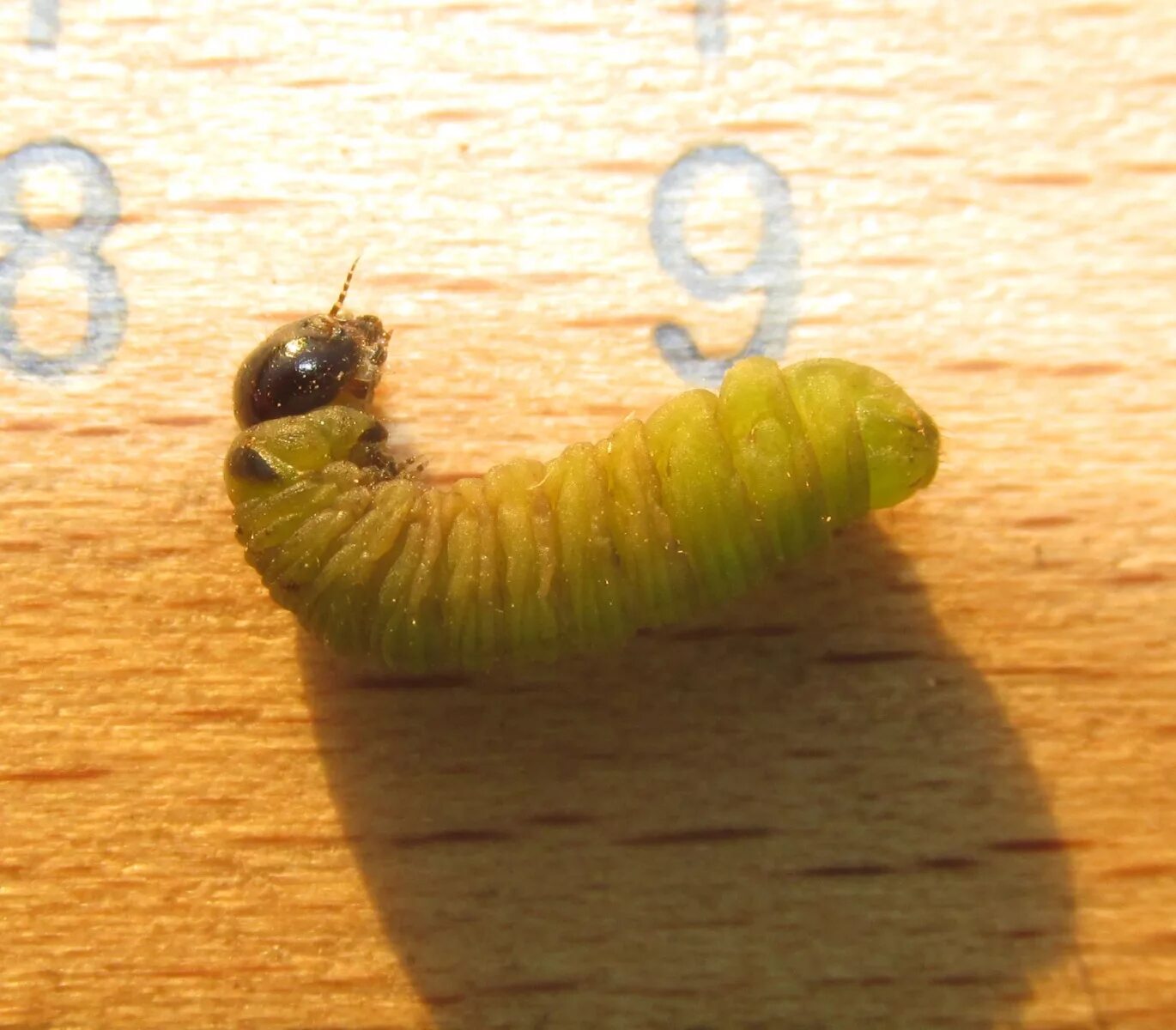 Шмель пчела оса шершень. Дикие пчелы личинки осы. Наездники перепончатокрылые насекомые. Мухи жужжалы пчеловидки. Личинки перепончатокрылых.