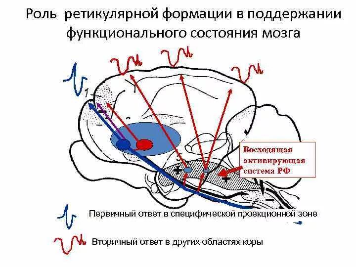 Схема моделирующая система мозга. Ретикулярная формация головного мозга. Восходящая ретикулярная активирующая система мозга. Восходящая активирующая система ретикулярной формации.