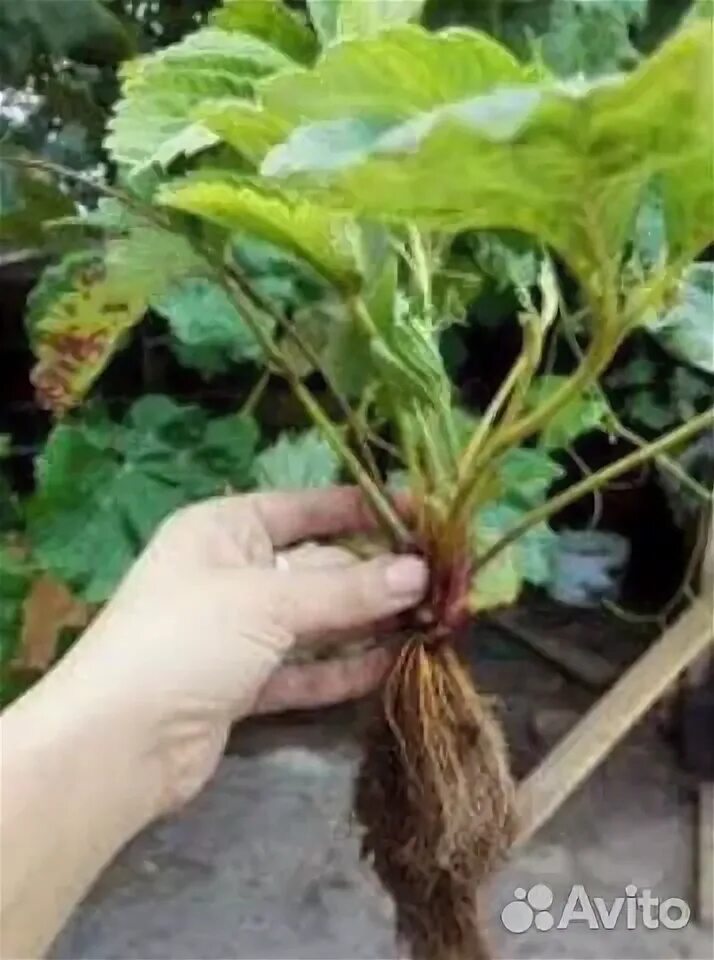 Дачник купил а саженцев клубники. Дачник купил а саженцев клубники