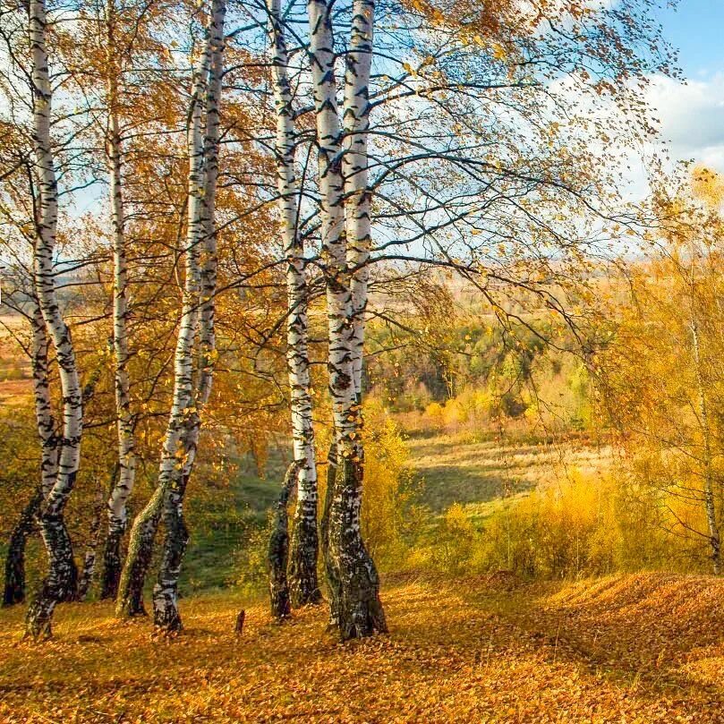 Лучше как нибудь в солнечный погожий день. Погожий денек. погожий день. к середине осени установились погожие. конец января погожий день пейзаж города вертикаль.