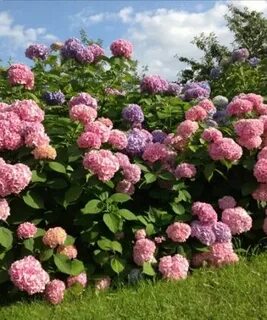 Интернет магазин саженцев гортензий